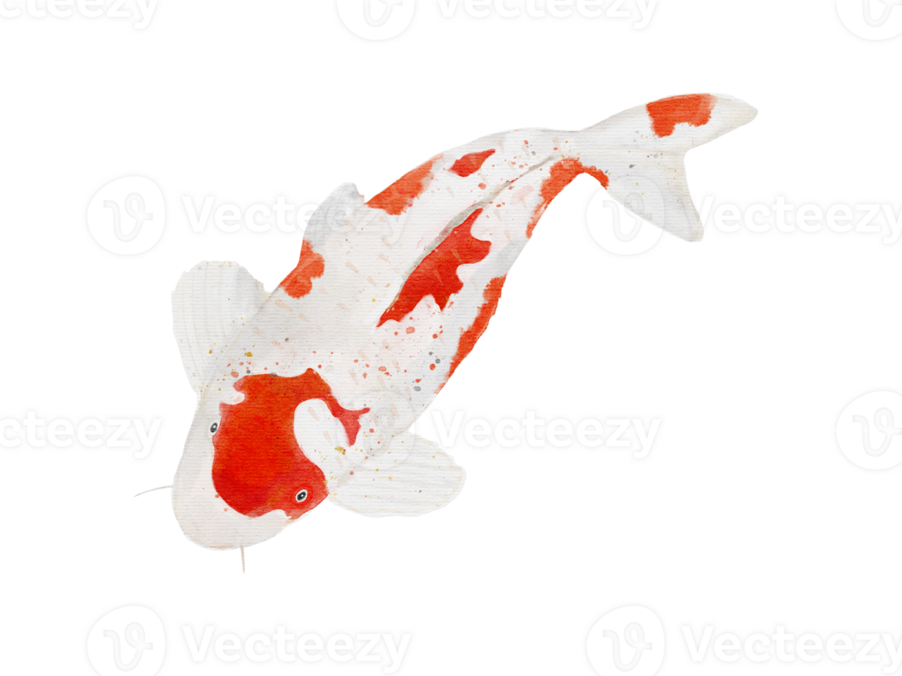 watercolor drawing Koi carp fish on background png