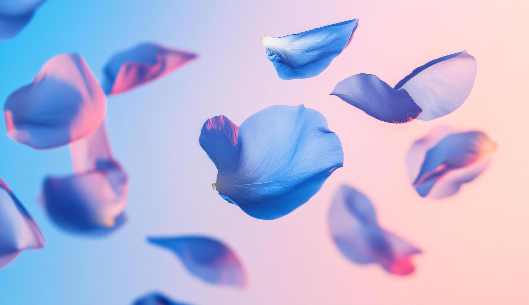 Falling Blue Roses Petals, Soft Blue and Pink Background photo