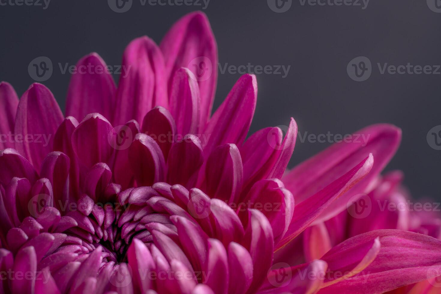 Vibrant pink petals of a pink chrysanthemum flower photo