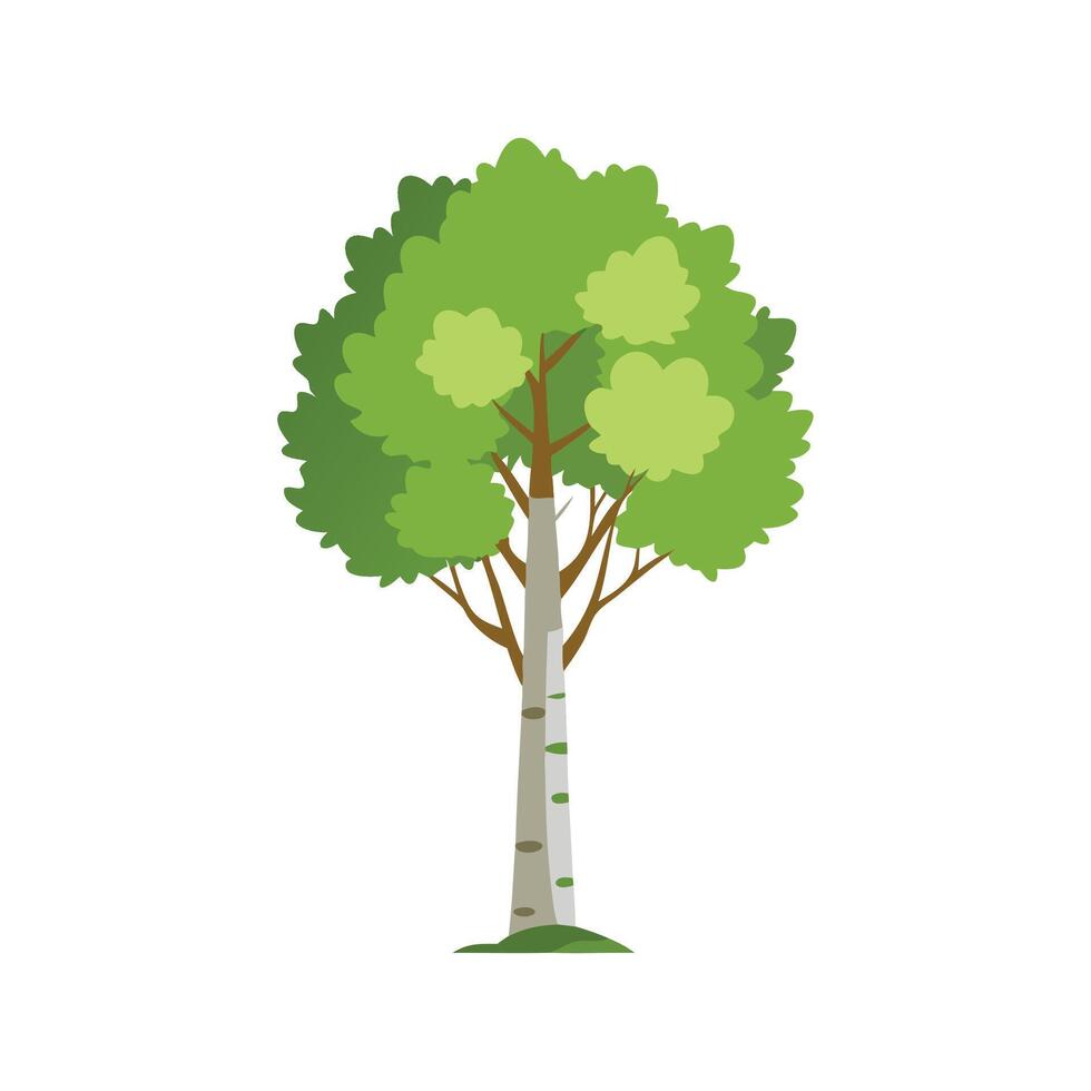 Aspen tree isolated flat illustration on white vector