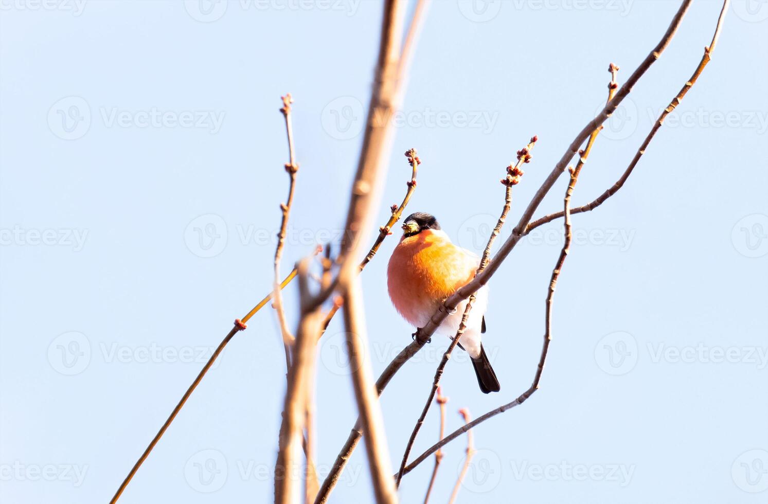 Eurasian bullfinch, common bullfinch or bullfinch Pyrrhula pyrrhula is a small passerine bird in the finch family, Brithish birds in Winter photo