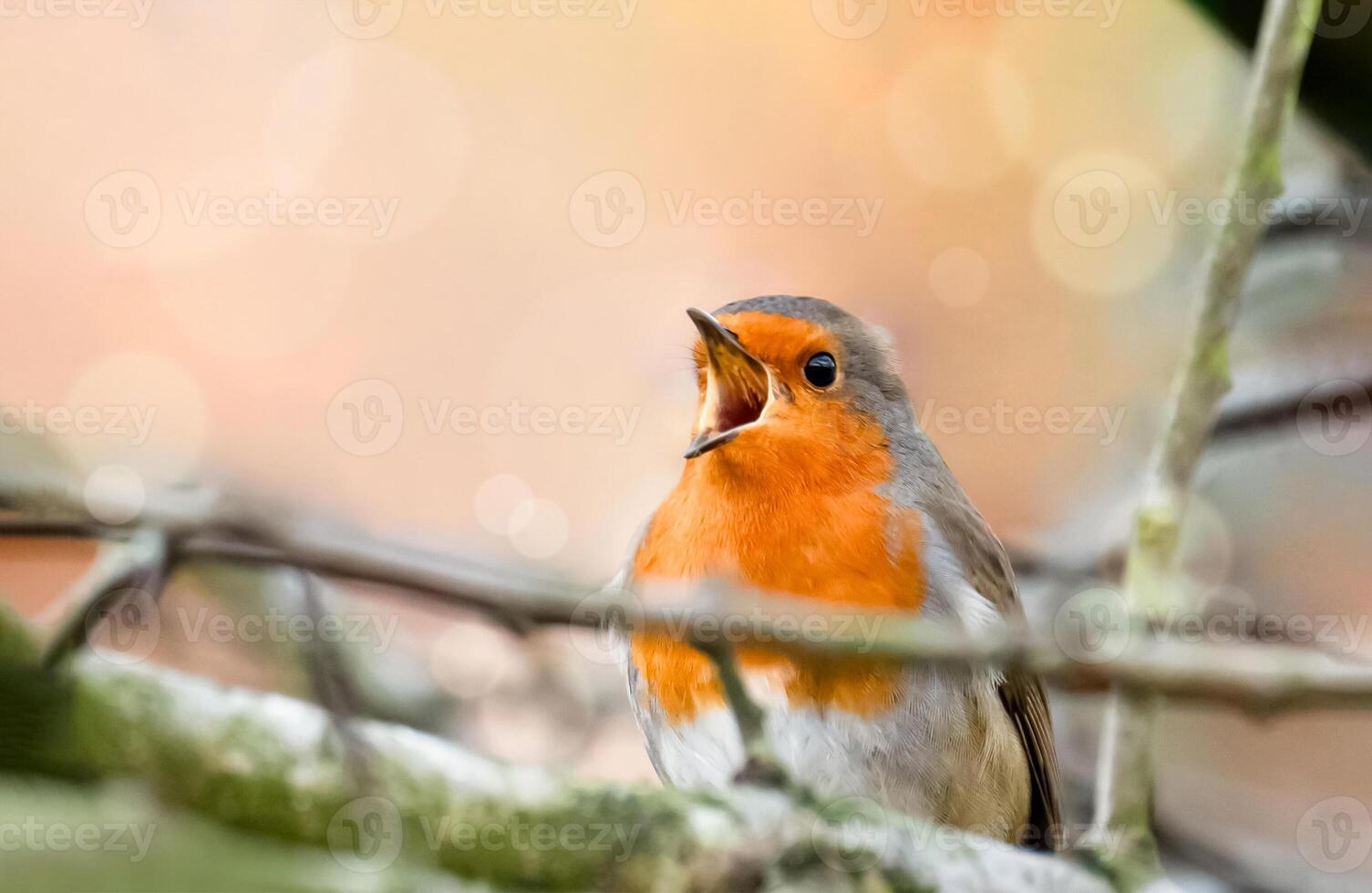 Bird Robin redbreast on wood fence blurred background, Cute European Robin or Erithacus rubecula in Winter,Image side view portrait animal wild life.,Common British birds in garden photo