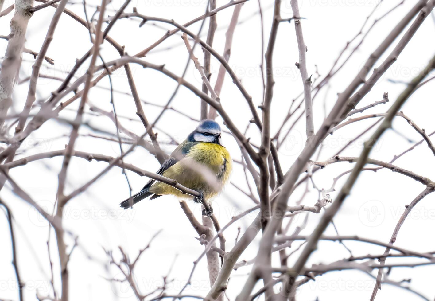 Blue tit Cyanistes caeruleus standing on branches tree in Autumn, Tiny cute British bird in garden, Animal wildlife in Winter,Autumn photo