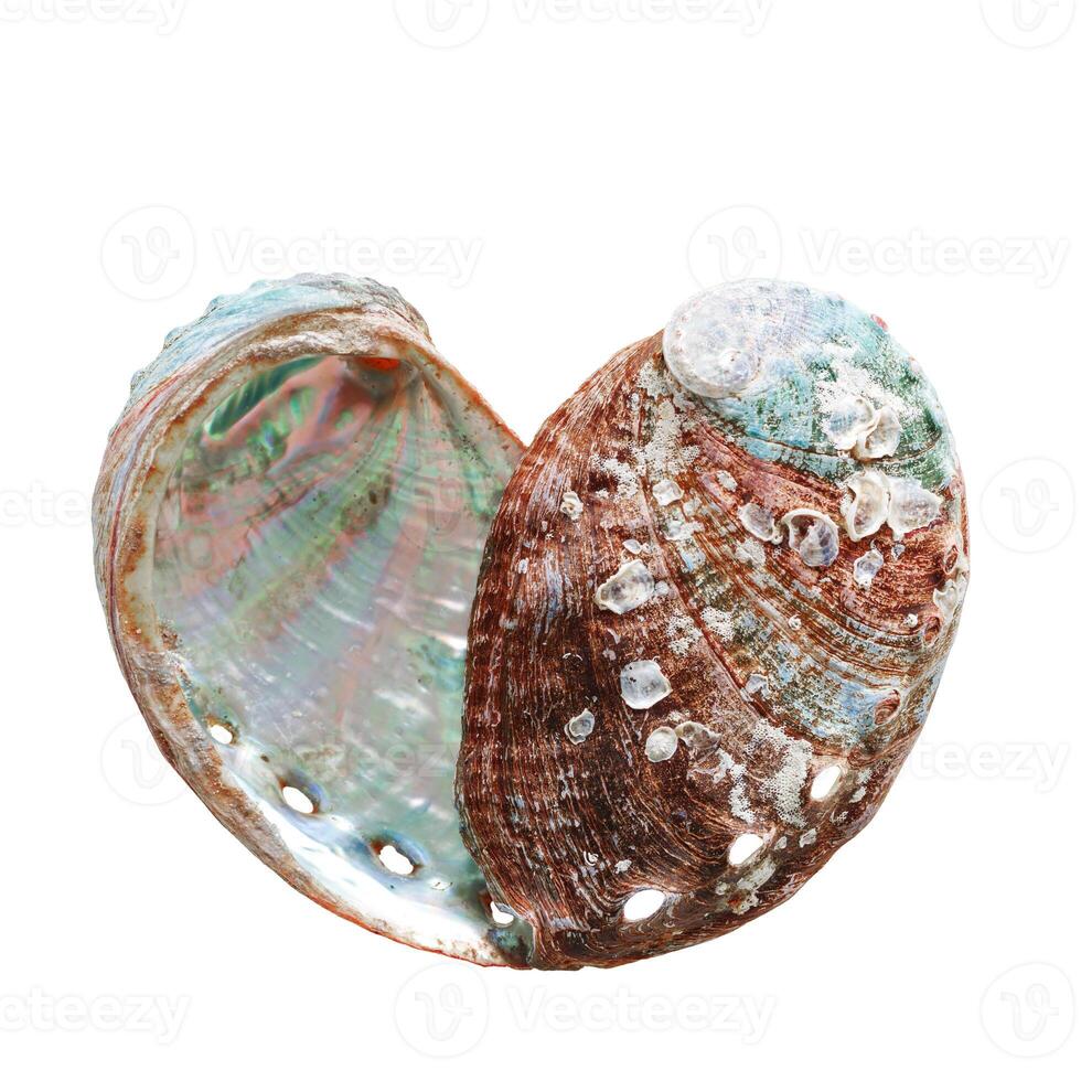 Shiny Shell of abalone as heart with natural texture, closeup seashell isolated on white background, pearlescent iridescent surface of color clamshell Haliotis mollusks, top view, sea oceanic nature photo