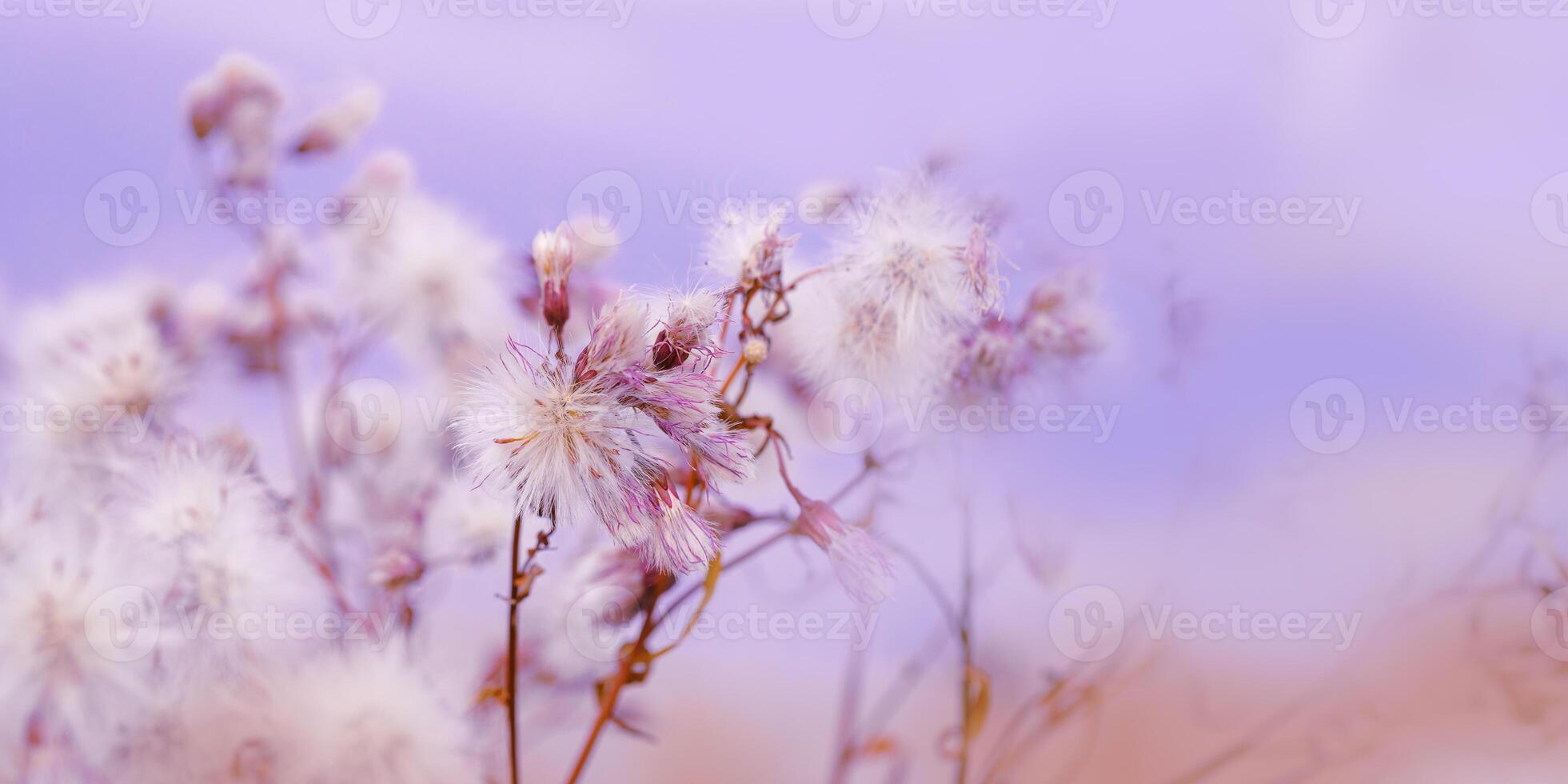 Nature botanical aesthetic banner, close up landscape fluffy seeds of field flowers, tender soft autumn season scene, pastel color, blue purple sky blurred. Environment textured background photo