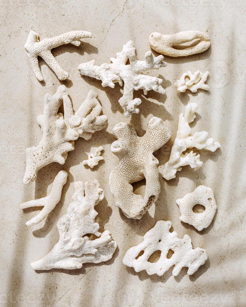 Trend pattern from pieces of coral with palm leaf shadow on sandy tones fon. Minimal photo at sunlight. Summer vacation concept, beach mood. Nautical design. Top view nature aesthetics still life