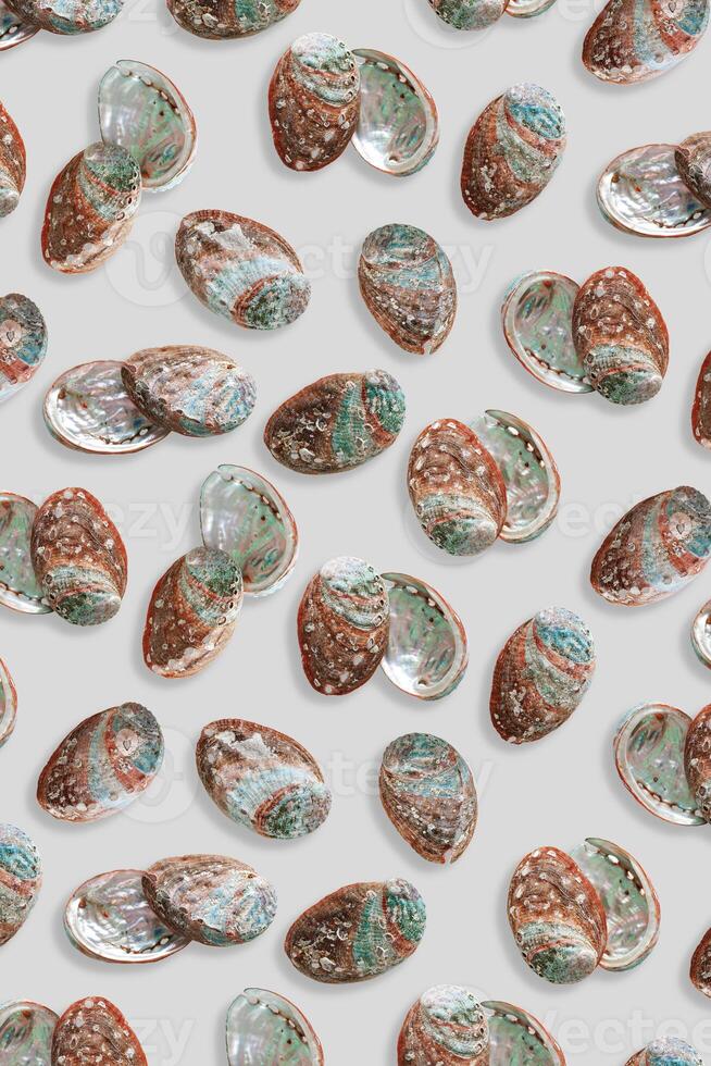 Minimal style marine pattern shiny abalone shells, aesthetic top view background with natural textured oceanic seashells, vivid color abstract summer flat lay, sea and ocean beauty and nature photo