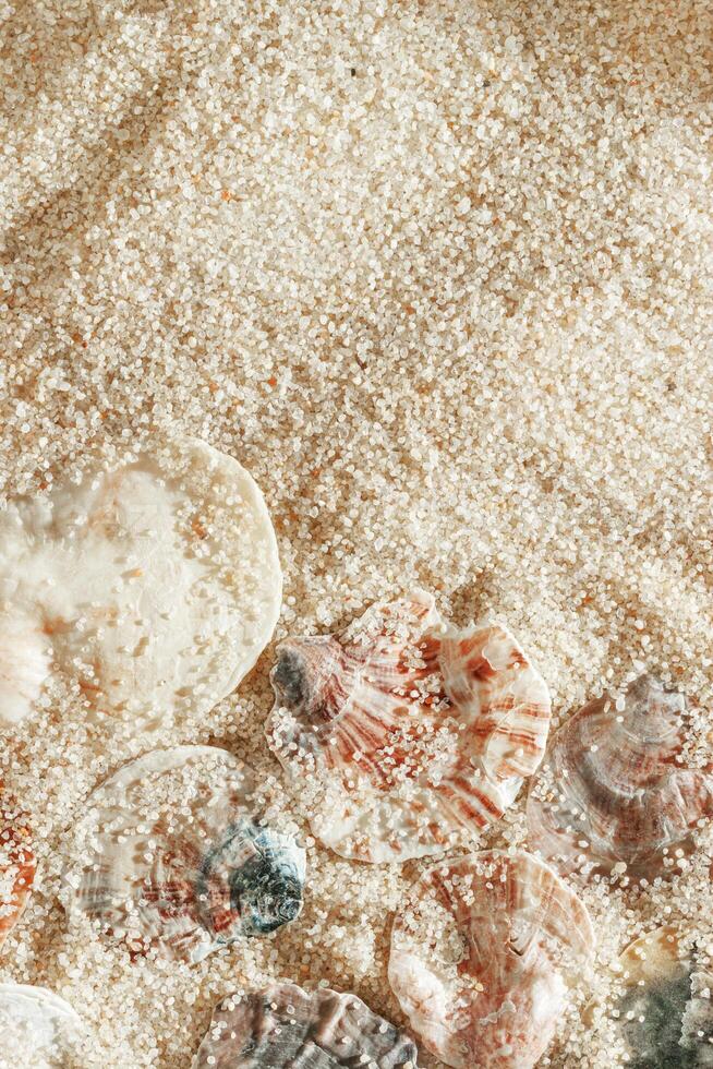 Colored Shells summer pattern on sandy beach, aesthetic nature still life, organic shapes, beauty nature background. Close up seashells at Soft lighting, warm tones create natural, beachy mood photo