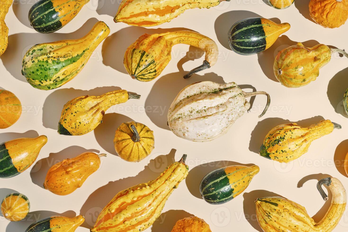 Colored Pumpkins pattern, decorative different pumpkin, squash, patisson as background top view. Autumn, fall, halloween holiday concept. Minimal autumnal flat lay with sunlight and shadows. photo