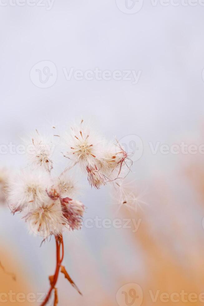 Nature botanical aesthetic background, close up landscape fluffy seeds of field flowers, tender soft autumn season scene, warm toned pastel color, blue sky blurred. Environment textured fon photo