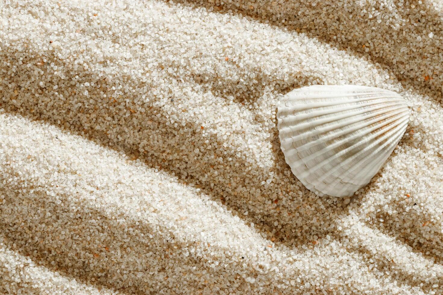 Close-up of white seashell on textured light beige sand at sunlight, summer and seaside atmosphere, minimal style aesthetic nature photography, relaxation, wellness concept, white beige gradient photo