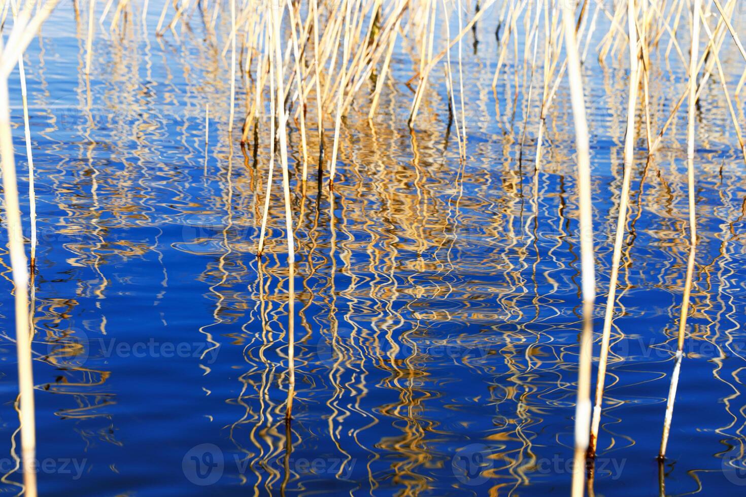 Dried grass reeds and their water ripples, nature landscape yellow blue color. Growing wild plants in lake or wetlands, abstract natural texture pattern from reflections on water in curved lines photo