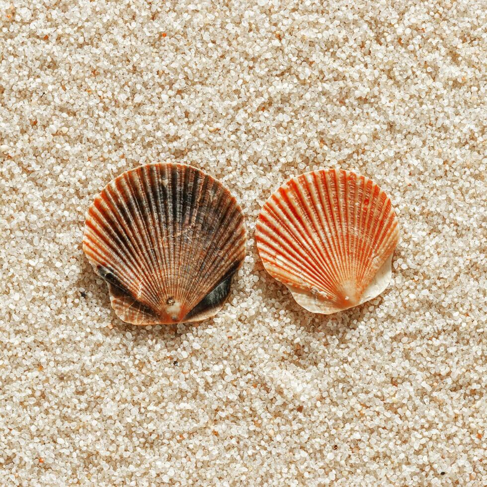 Colored Shells summer pattern on sandy beach, aesthetic nature still life, organic shapes, beauty nature background. Closeup seashells at Soft lighting, warm color create natural, beachy mood photo