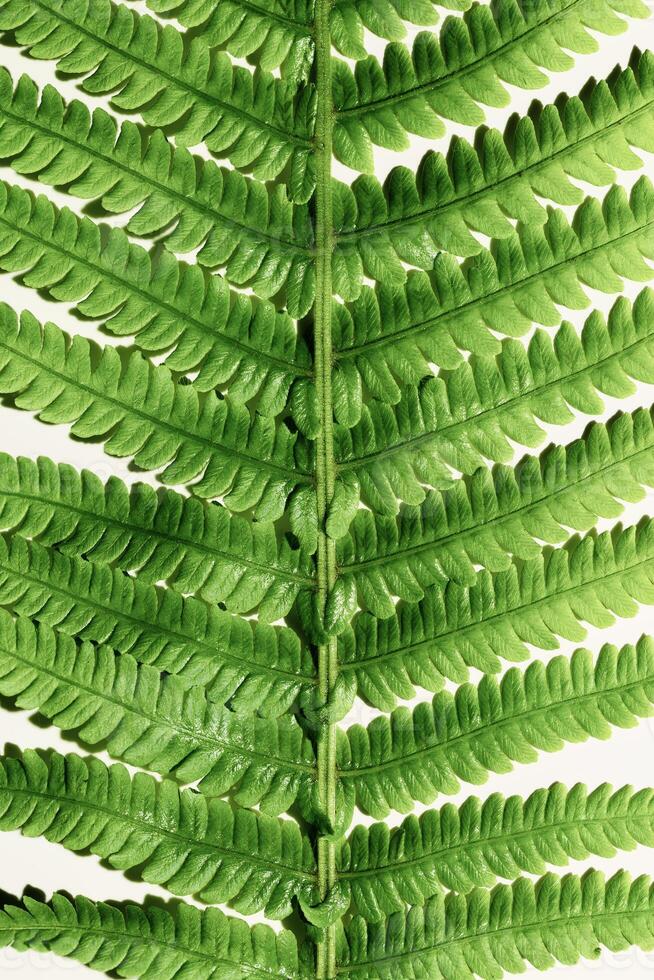 Close-Up of Green Fern Leaves, botanical texture as background, natural beauty pattern, macro trend scenic green leaf fern at sunlight with shadow, minimal nature geometric shapes photo