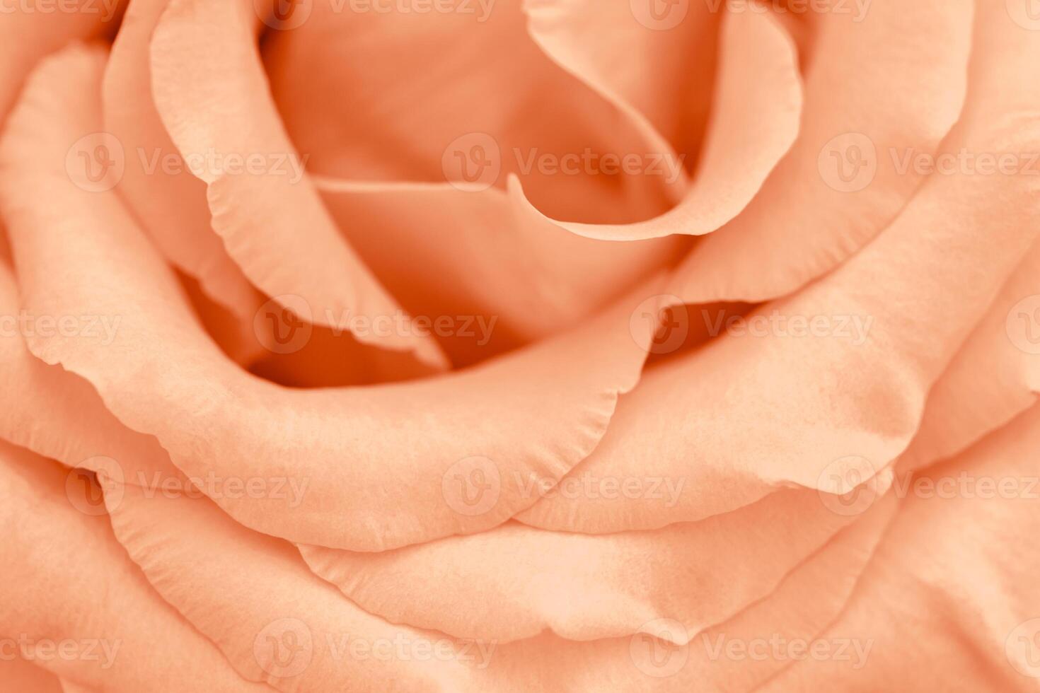 Close up peach fuzz rose with petals macro texture, top view beauty nature aesthetic background, Natural floral geometric pattern with curve lines, soft focus, vivid monochrome colored stylish photo