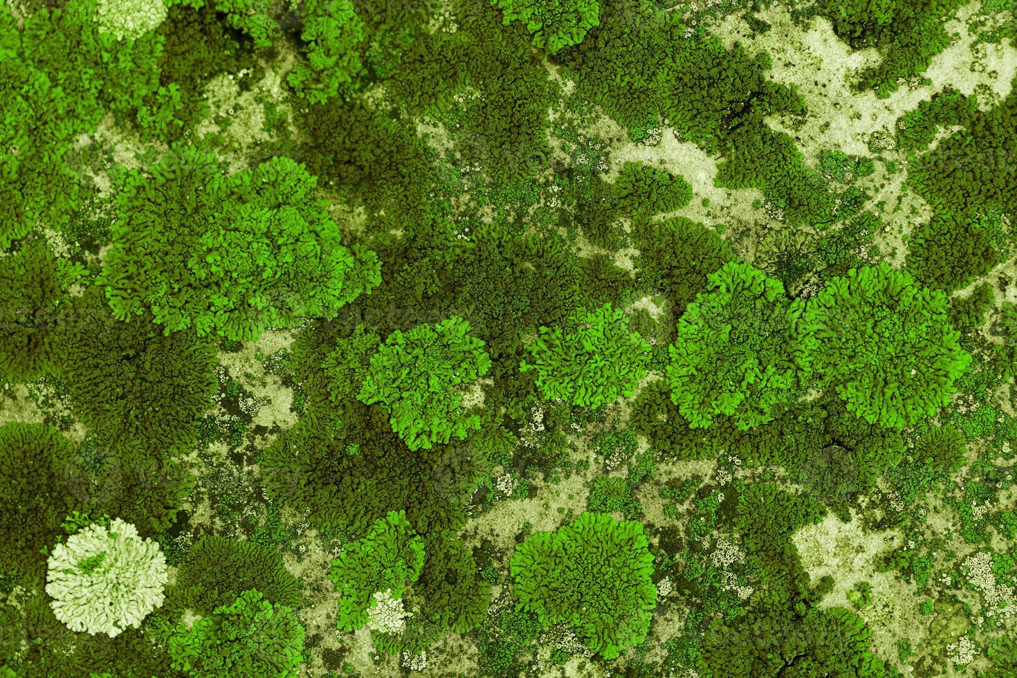 Nature botanical background, covered mosses lichens stone, micro green plants fungus, macro trend top view photo. Natural close up texture mossy surface. Environment scenery green gradient photo