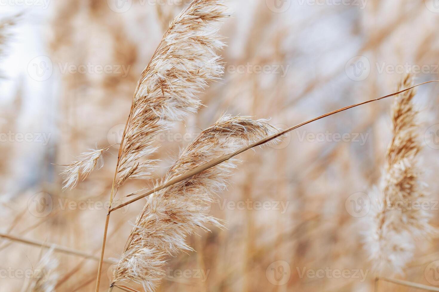 Beige wild grass and blue sky as Natural textured pattern, contour light, organic design blur background, soft pastel color. Aesthetic nature scenery, minimal autumn seasonal ornament patterns photo