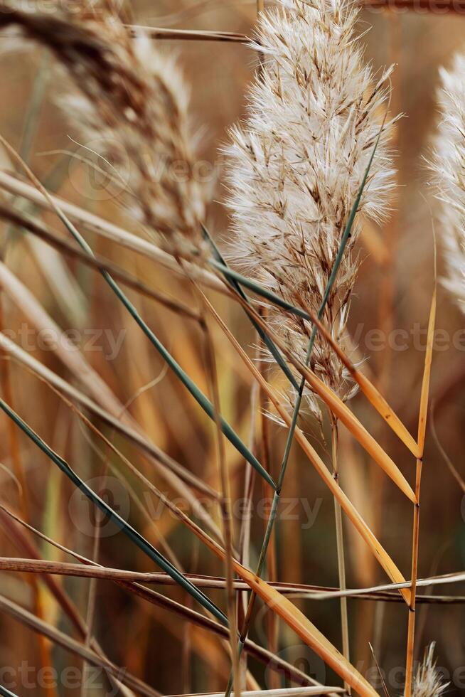 Natural autumn pattern from dry reeds grass, plants growing on lake against blur bokeh sunlight. Beautiful geometric texture backgrounds, aesthetic nature scenery, vivid golden beige gradient photo