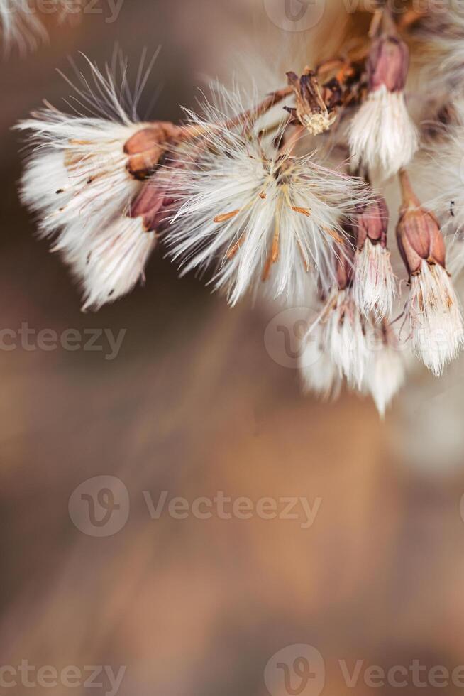 Nature botanical aesthetic background, close up texture fluffy seeds of field flowers, tender soft autumn season scene, warm toned pastel color, macro trend photo. Environment textured photo
