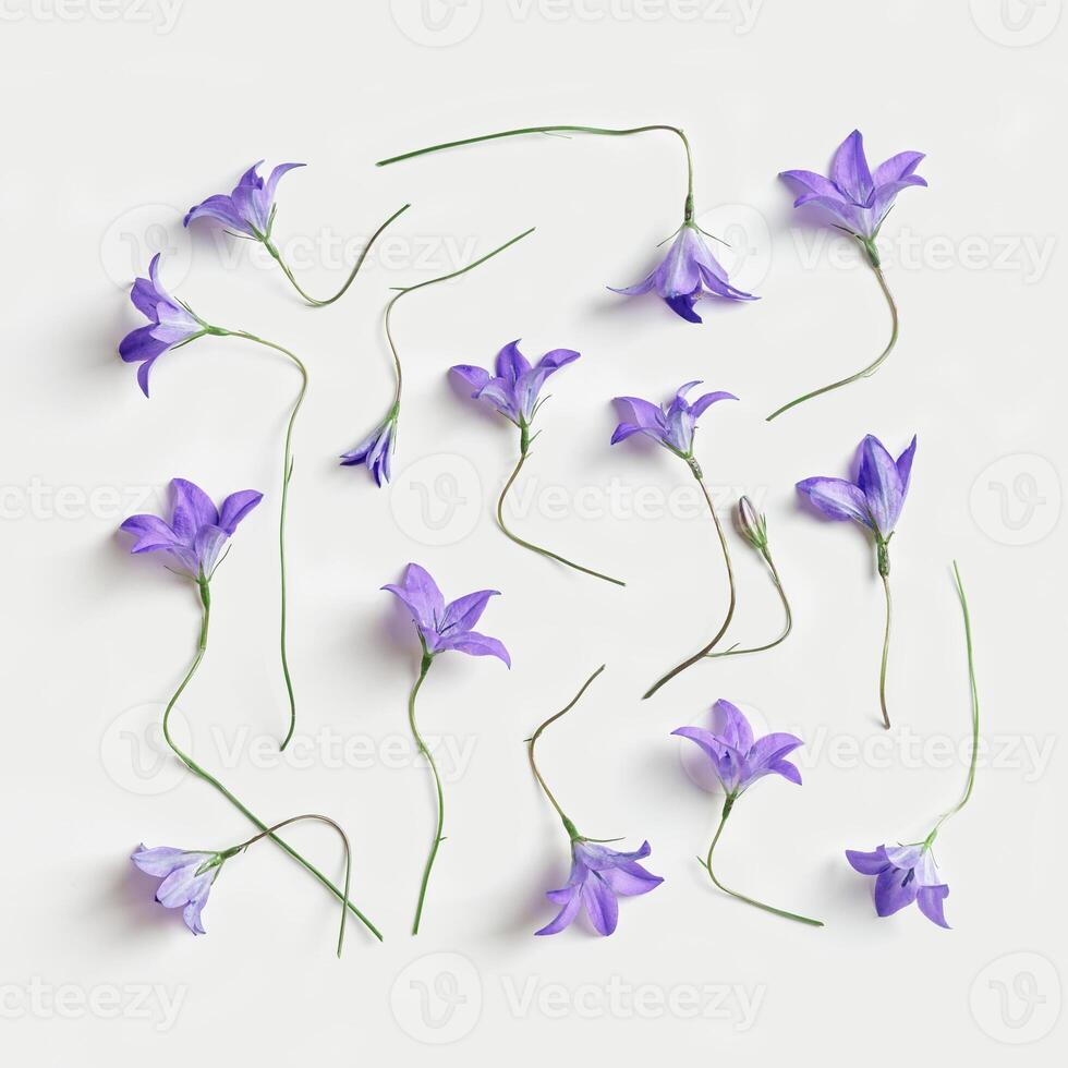 Summer flowering pattern, Blue violet natural bellflowers on white, botanical blossoms composition, minimal aesthetic floral card. Beautiful nature still life with delicate wildflowers photo