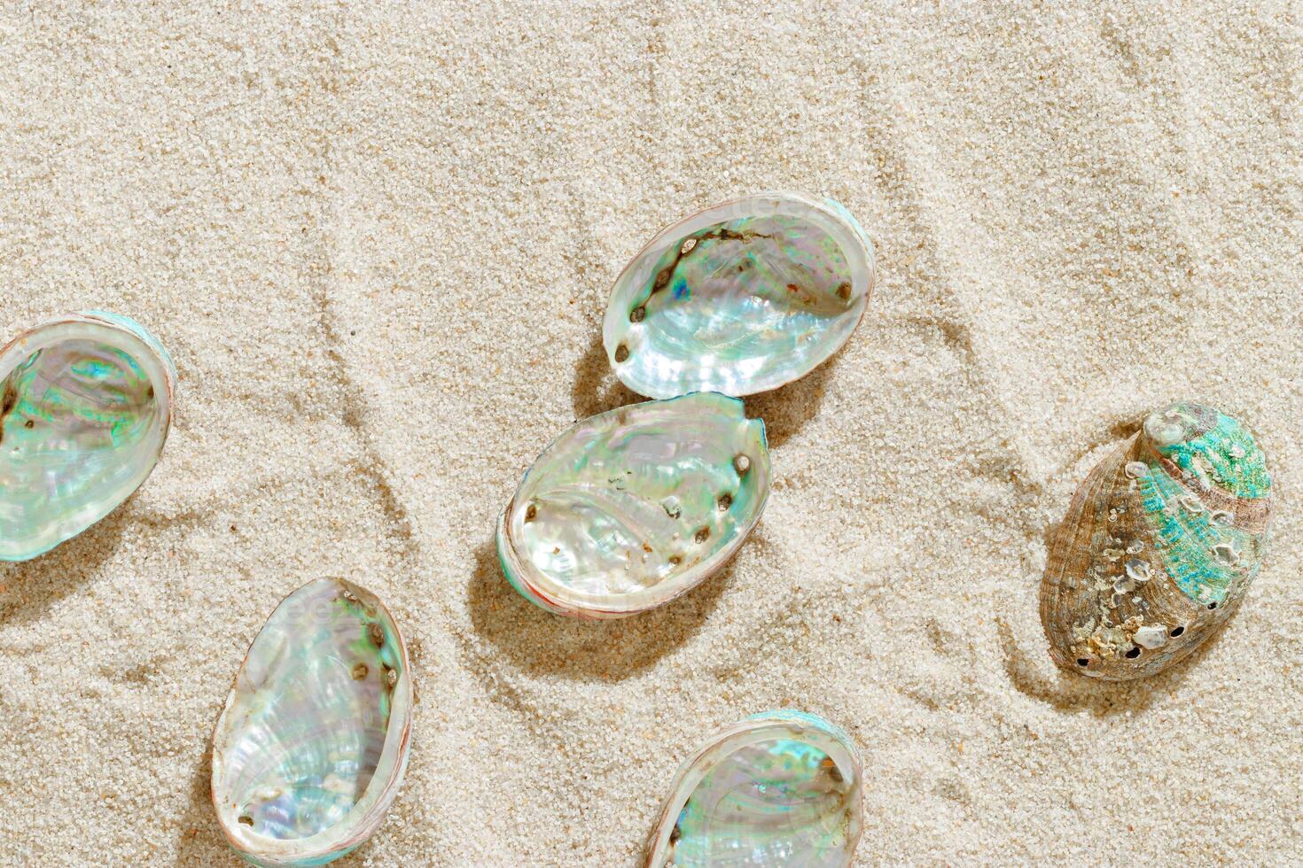 Seashells abalone on Sandy background, shell with iridescent pearlescent surface on fine sand, minimal and peaceful beach-inspired composition under soft light, beauty nature and sea holiday photo