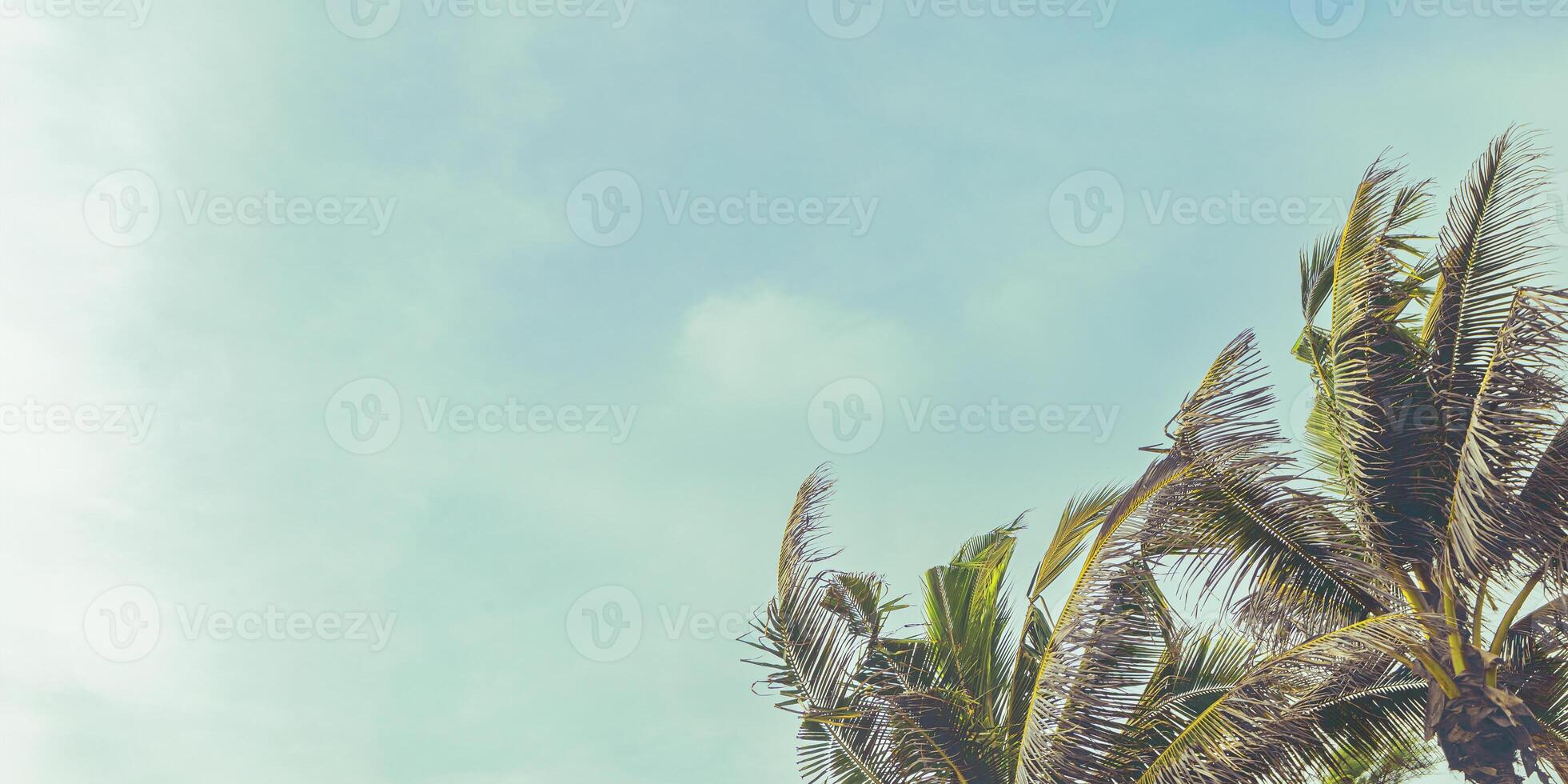 Palm tree leaves on white blue sky background retro toned, green fronds of coconut tree against clear sky as nature summer landscape, outdoor scenic view, trend summer banner, copyspace photo