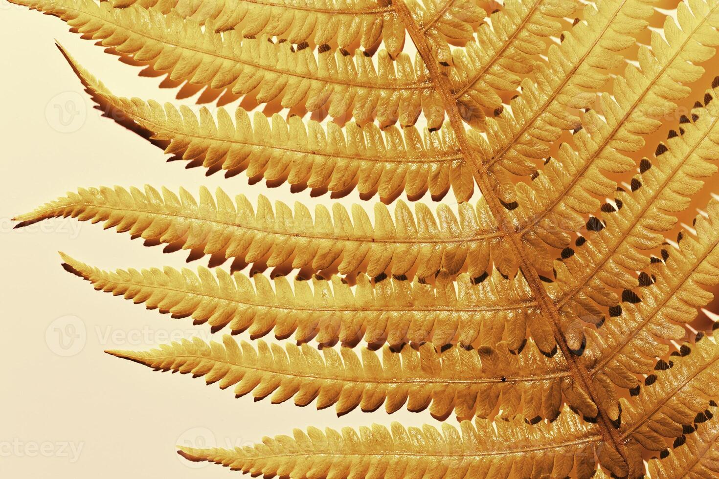 Golden Fern Leaf as natural background, closeup autumn texture, minimal botanical pattern, top view shiny gold leaves at sunlight with aesthetic organic shapes, nature pattern photo