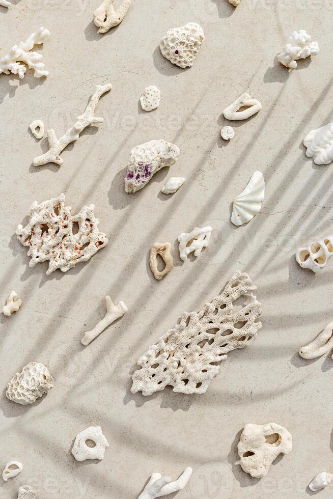 Pattern from seashells, coral on sandy background. Minimal photo at sunlight with palm leaf shadow. Summer vacation concept, beach mood. Nautical design. Top view nature aesthetics still life