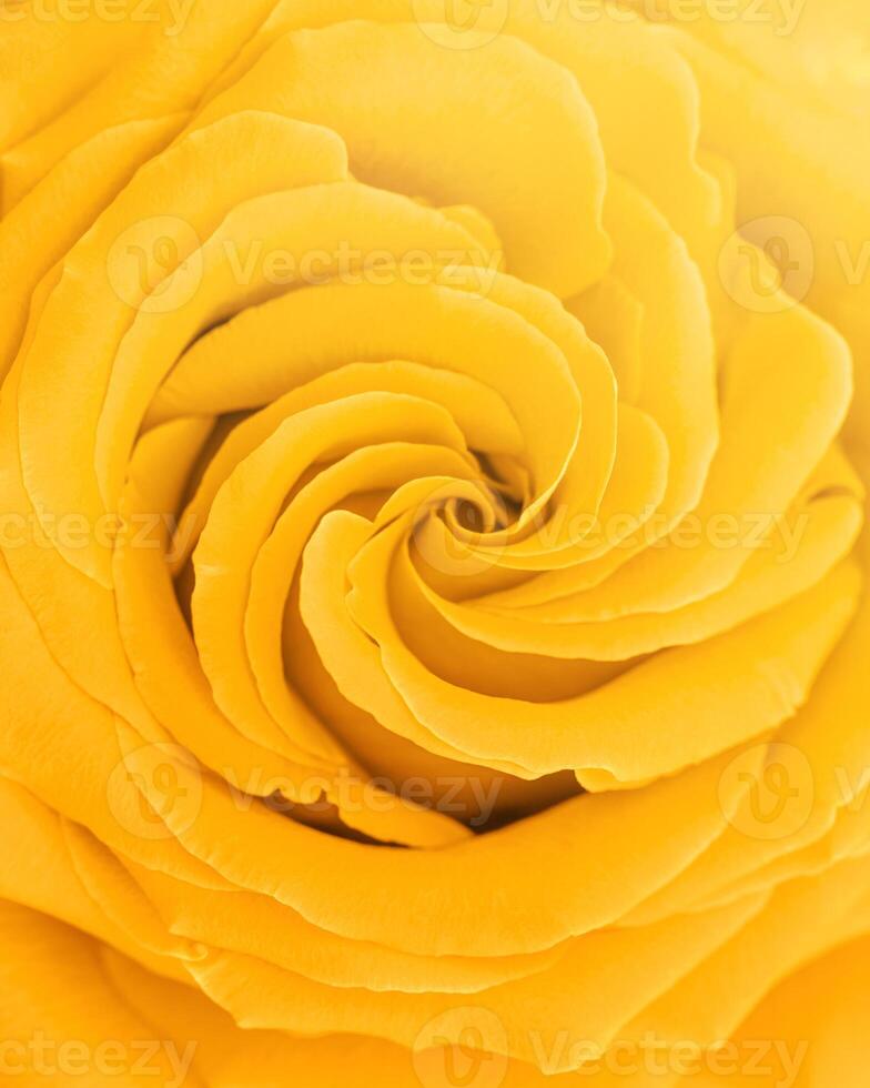 Close up yellow rose with petals macro texture, top view beauty nature aesthetic background, Natural floral pattern,soft selective focus, dright monochrome colored stylish photo, sunlight summer mood photo
