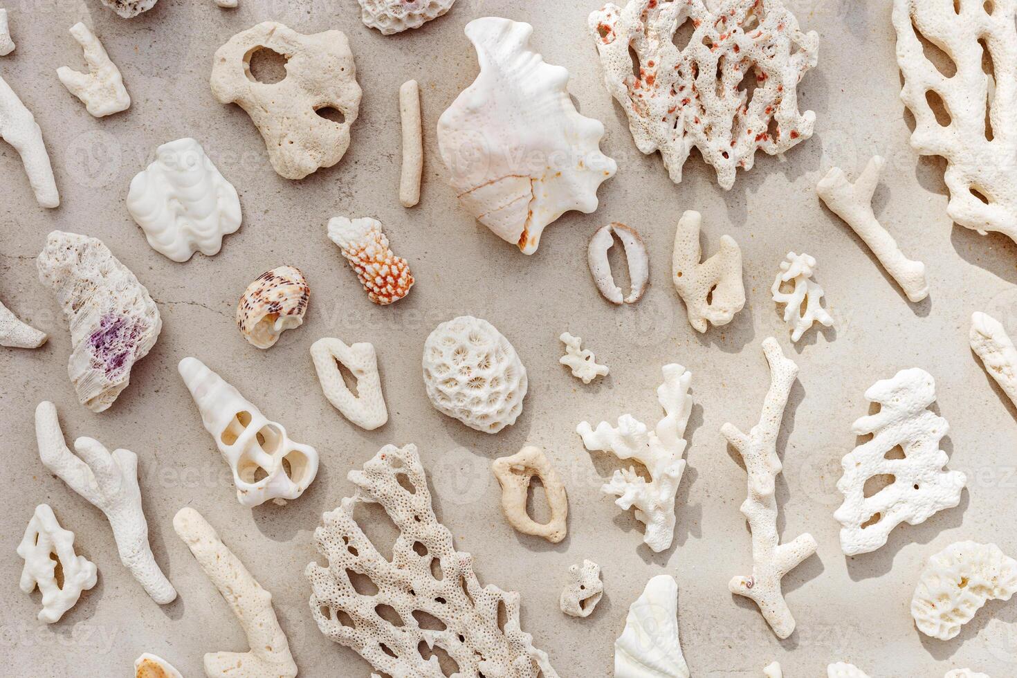 Sea shells, corals, sea stones with shadow at sunlight, nature photo of different white shell and coral pieces scattered on light beige concrete, minimal monochrome pattern, neutral pastel color