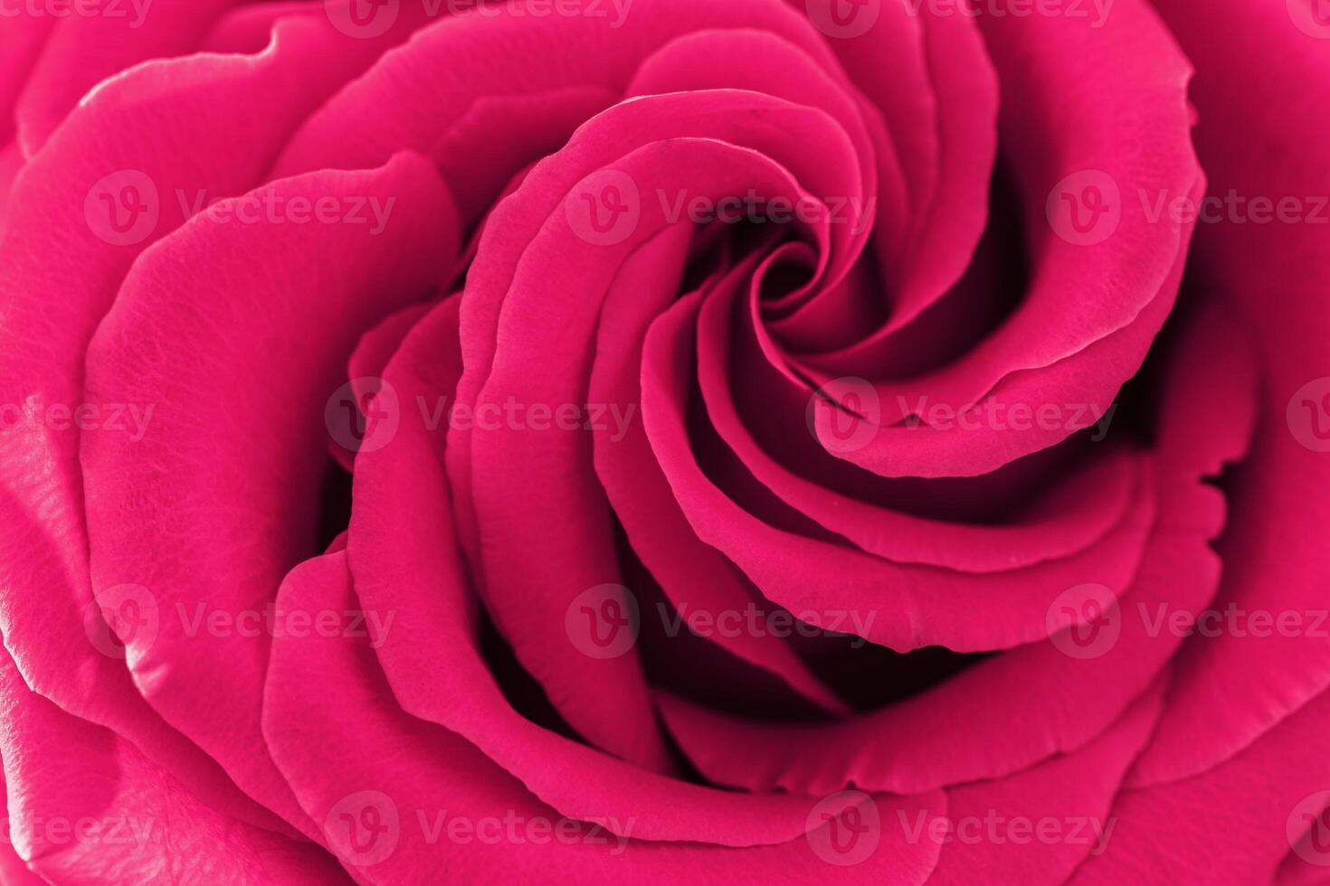 Close up red purple rose with petals macro texture, top view beauty nature aesthetic background, Natural floral geometric pattern with curve lines, soft focus, vivid monochrome color stylish photo