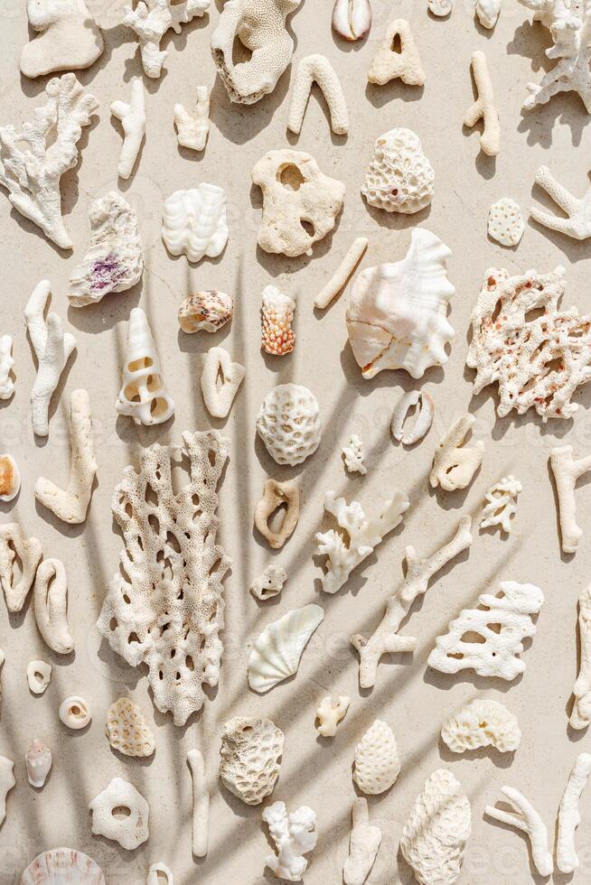Assorted natural Seashells and corals at sunlight, with palm leaf shadow, summer nature still life of shell, coral pieces on grey beige background, minimal style pattern, neutral tones, top view photo