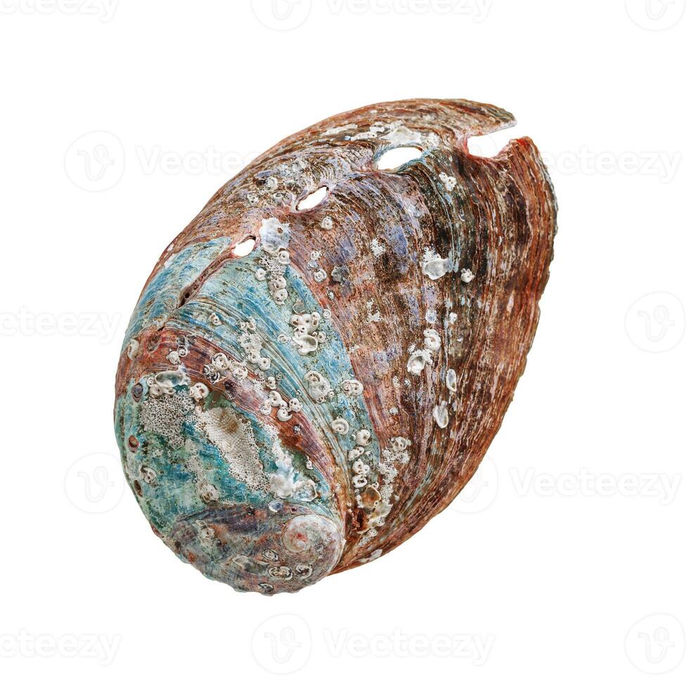 Shell of abalone with natural texture, close up seashell isolated in white background, one beautiful texture surface of mollusks, blue green brown colored Haliotis, top view, sea and oceanic nature photo