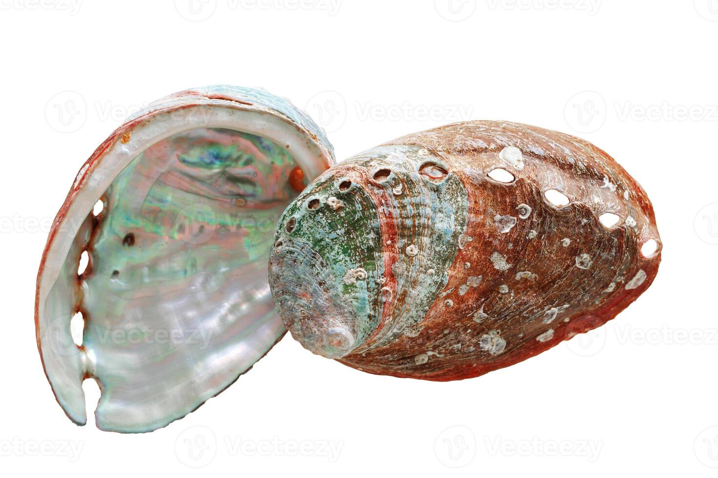 Shiny Shell of abalone with natural texture, closeup seashell isolated on white background, pearlescent iridescent surface of colored clamshell Haliotis mollusks, top view, sea and oceanic nature photo