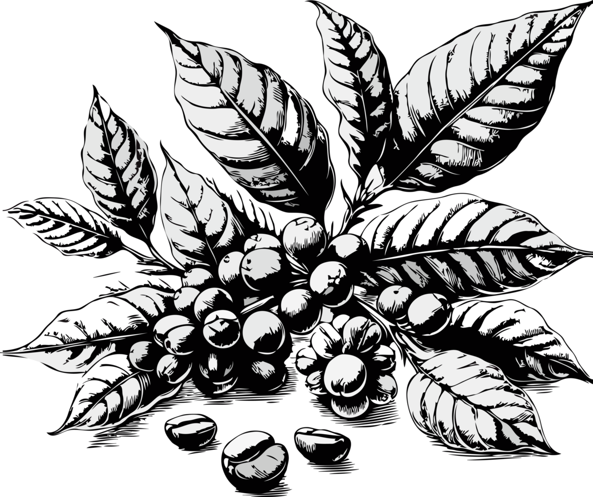 Coffee beans on branch, hand drawn illustration in sketch style. Coffee beans on the branch. png