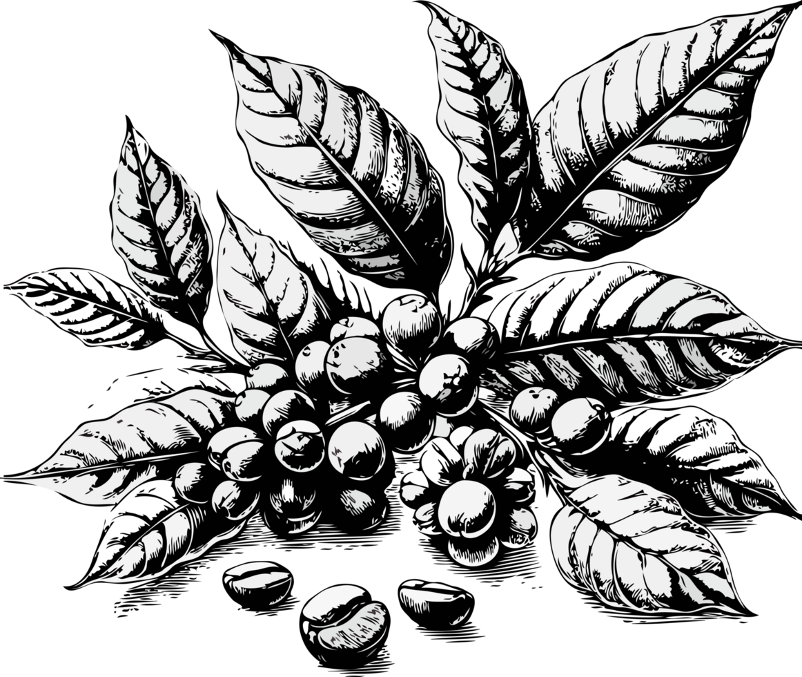 Coffee beans on the branch. Coffee beans on branch, hand drawn illustration in sketch style. png