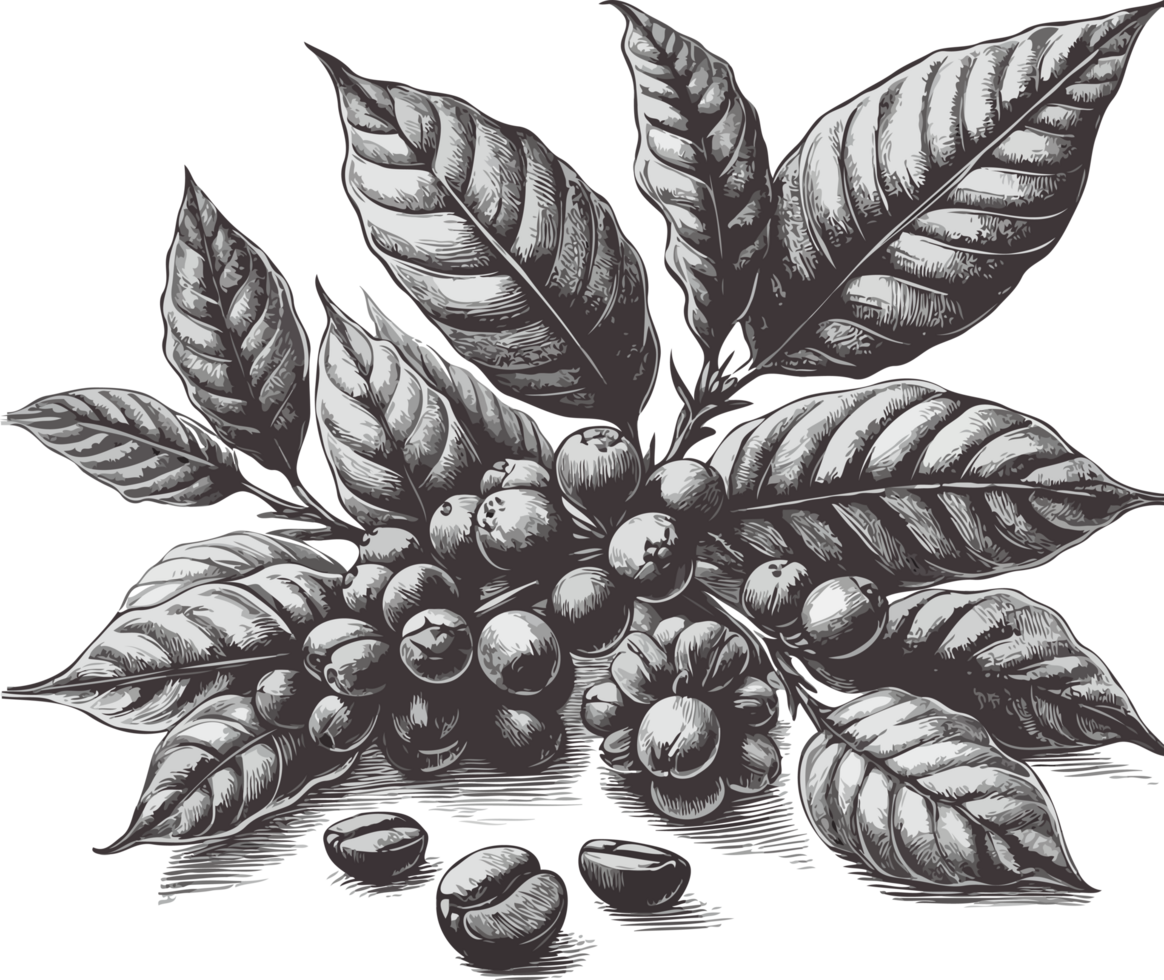 Design elements for cards, banners, posters, logo, Coffee beans on the branch. Hand drawn. Coffee Plant png