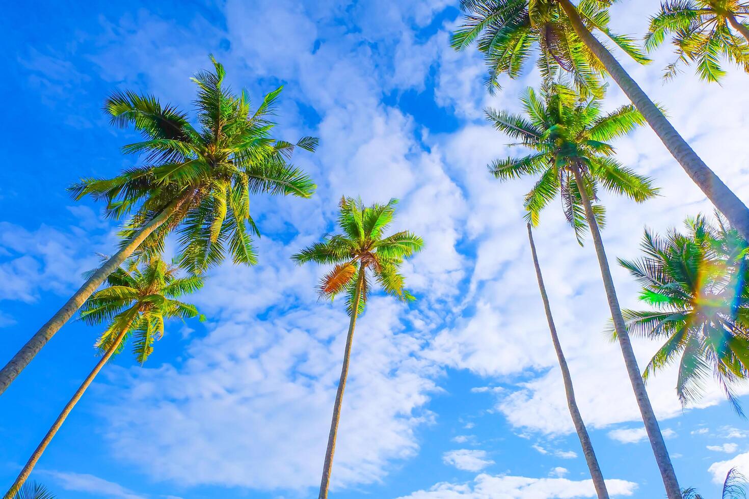 palm tree against blue sky and white clouds photo