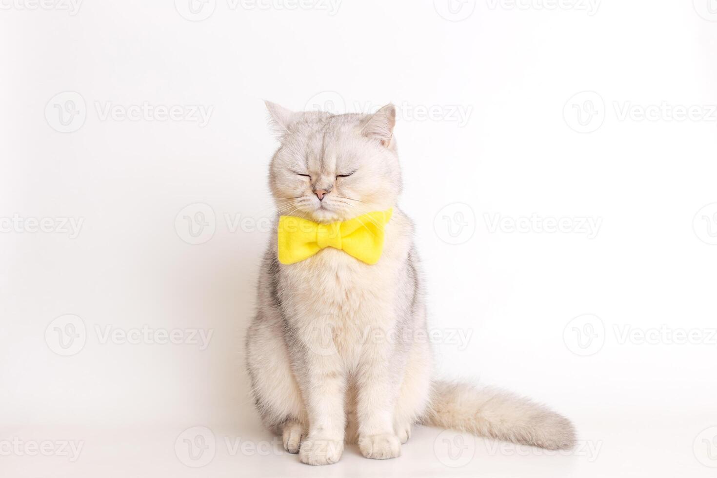 a white British cat in a yellow bow tie, sitting on a white background, sits with his eyes closed. photo