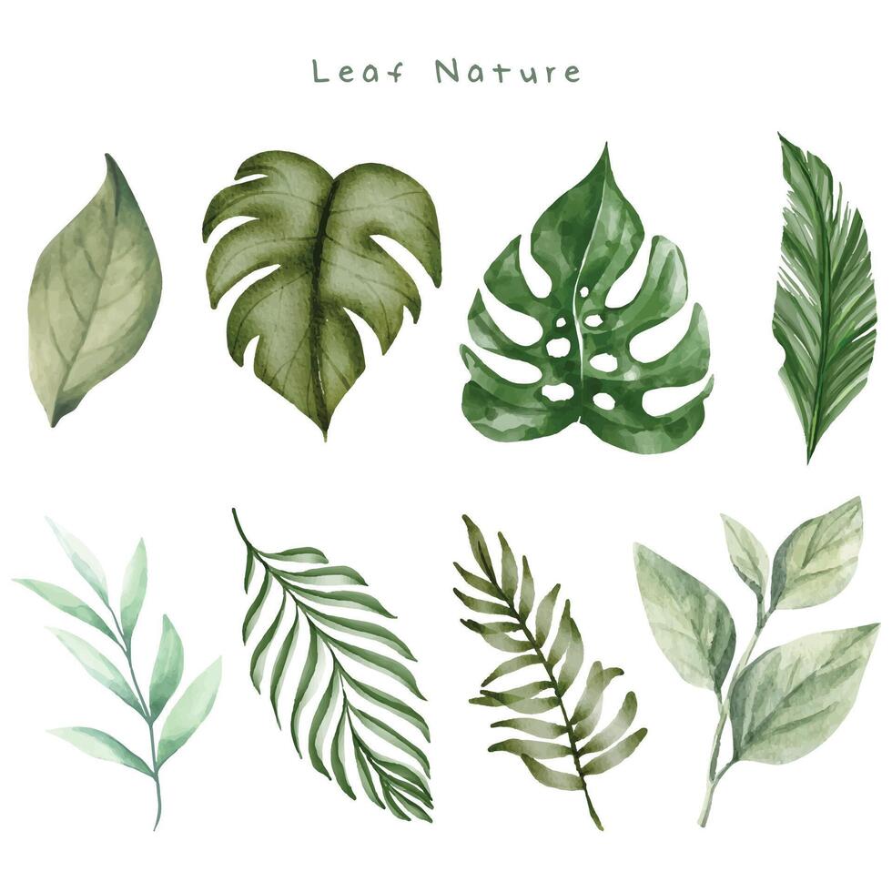 Leaf Nature Watercolor Set vector