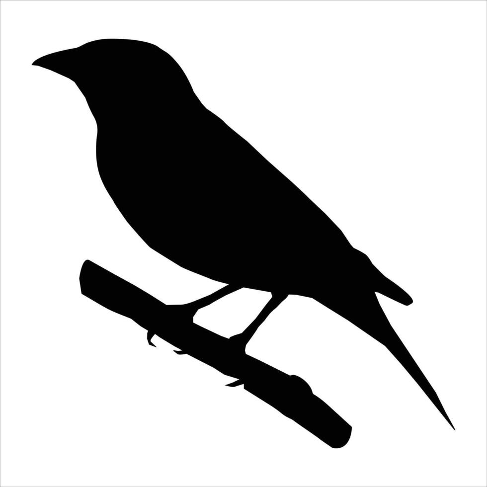 a black bird standing vector