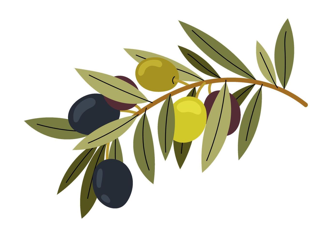 Olive tree. Different olives on branch. Natural ingredient for mediterranean cuisine. Fresh and ripe olives illustration. vector