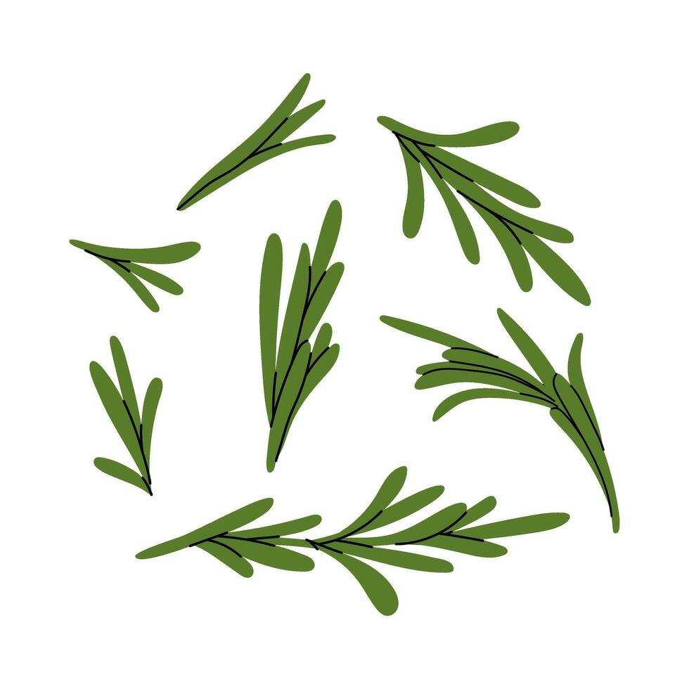 Green rosemary branches. Aromatic herbal seasoning for cooking. Set of fragrant rosemary illustrations in flat style on white background. vector