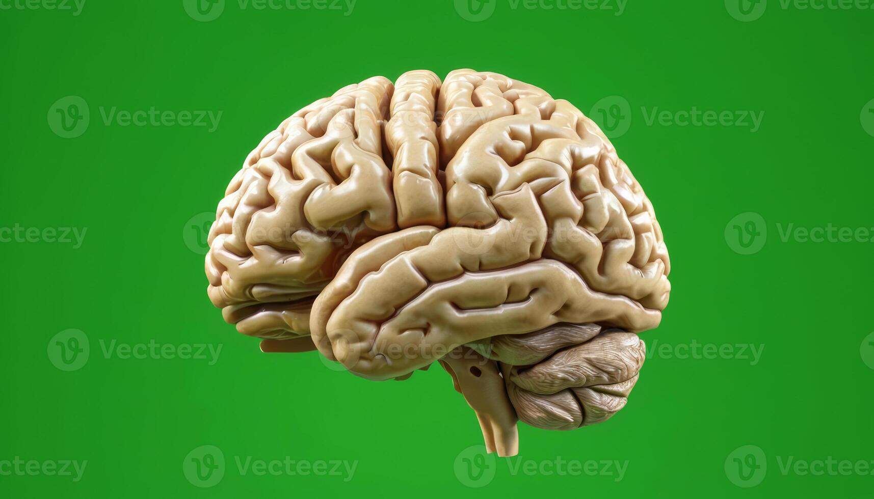 Detailed Model of Human Brain Showcasing Structure and Complexity Against a Bright Green Background photo