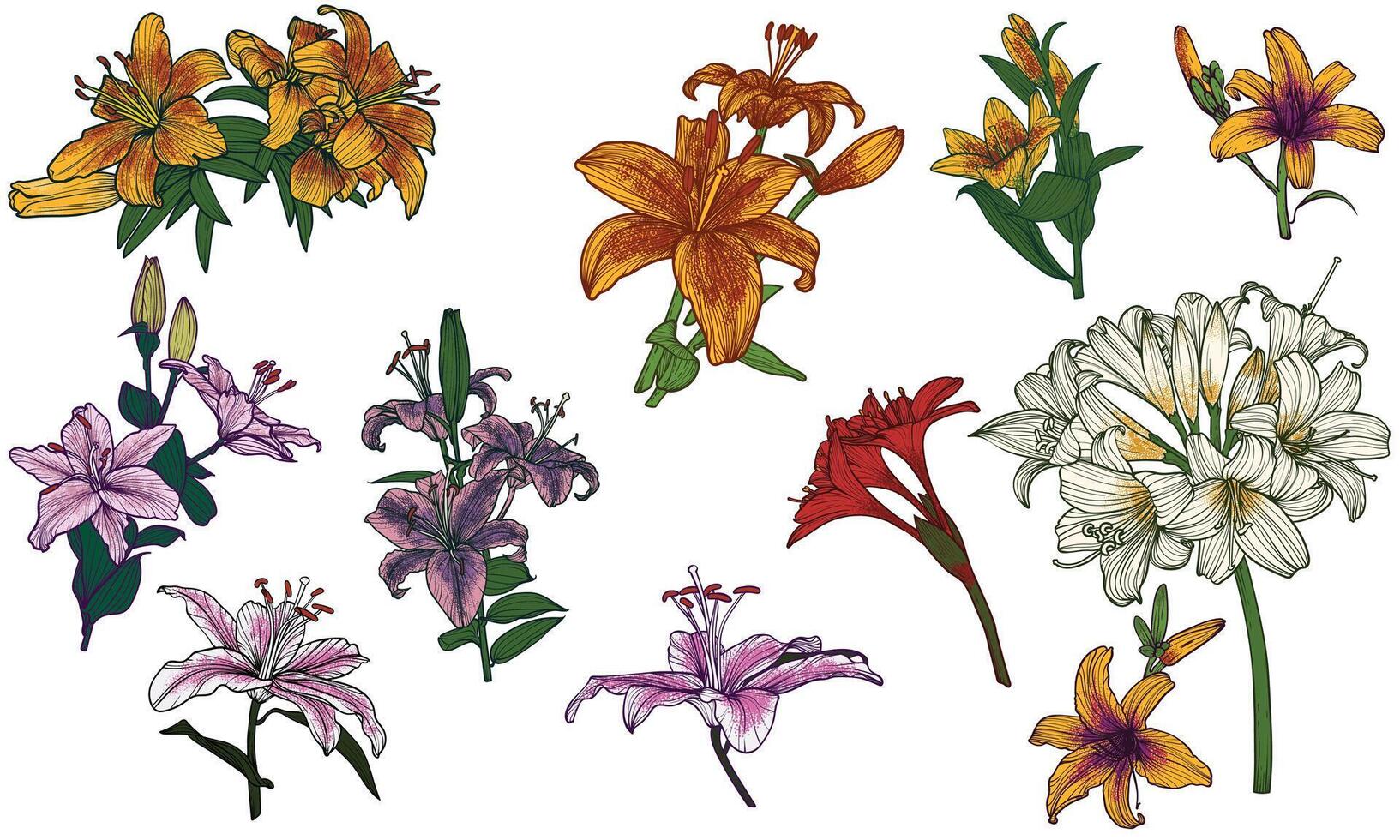Hand drawn colored tiger lilies. Summer flowers drawn with warm colors such as orange, pink, red and green. Easy to edit, assets, outlines, fills in different groups. vector