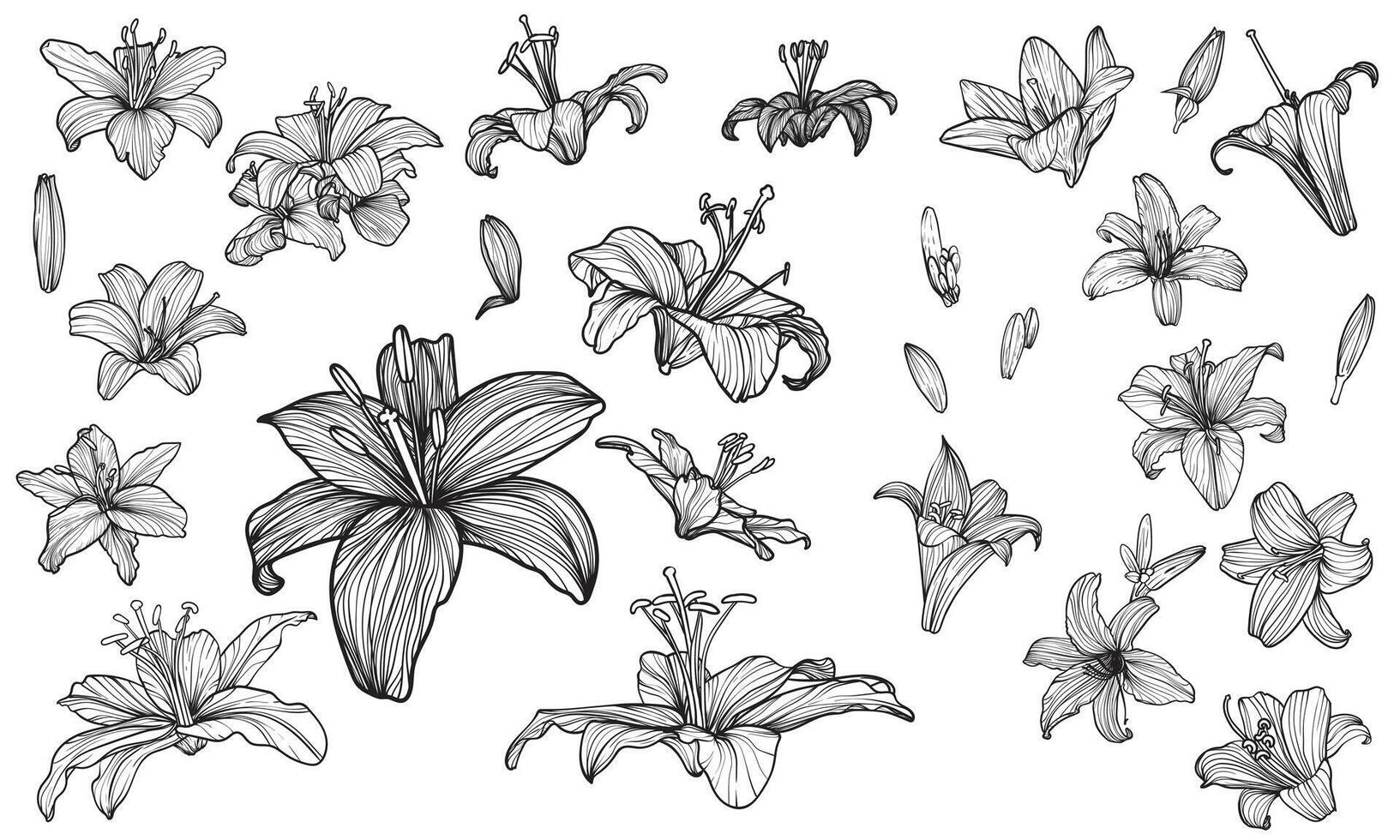 Hand drawn outline of tiger lily flower blooms. Elegant black outline of a summer flower on a white background. These assets are outline only. Easy to edit and ready to be used. vector