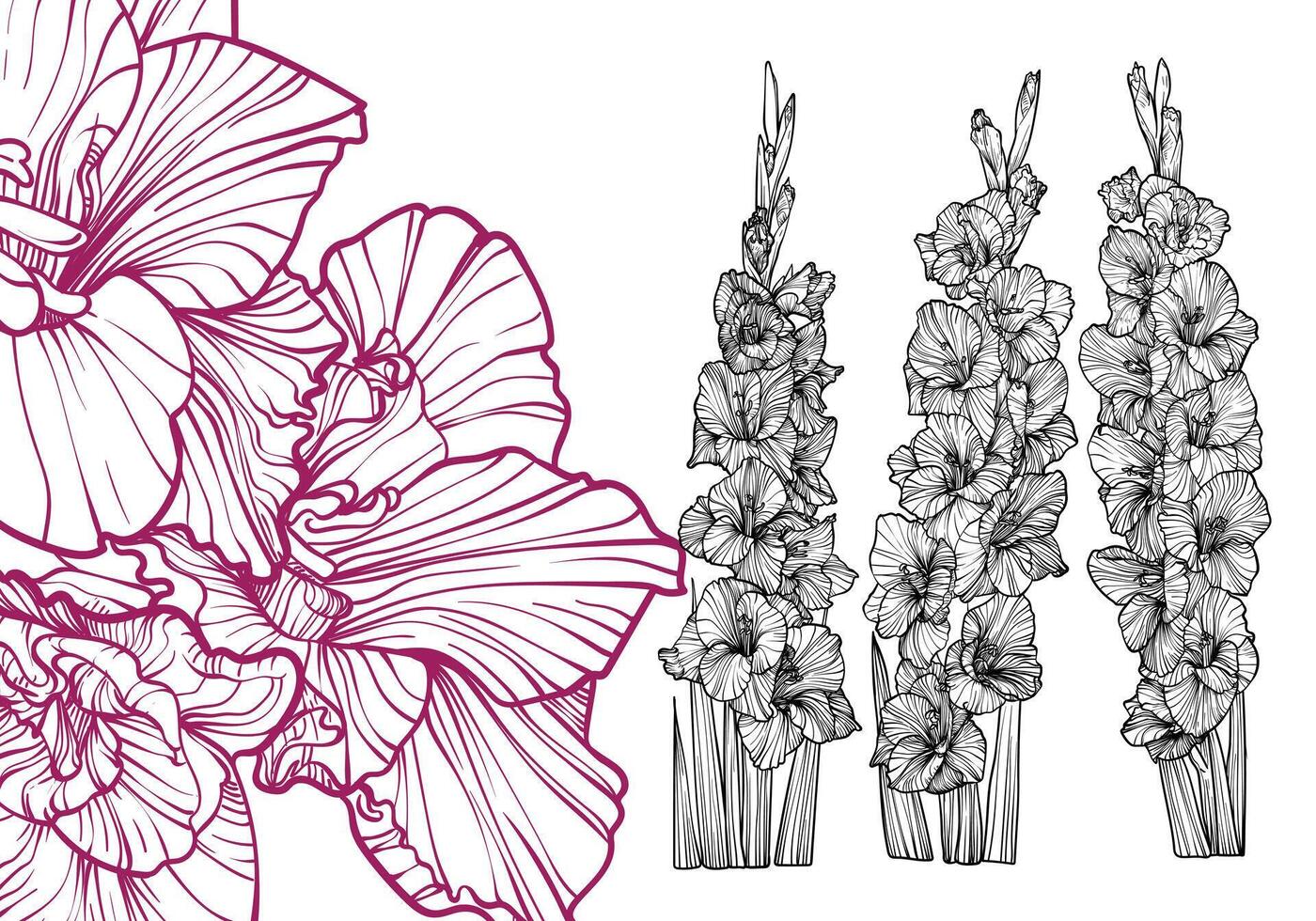 Hand drawn outline Dia de los Muertos flowers. Line art gladiolus with leaves, blooms bouquet. Illustration for print and online projects. vector