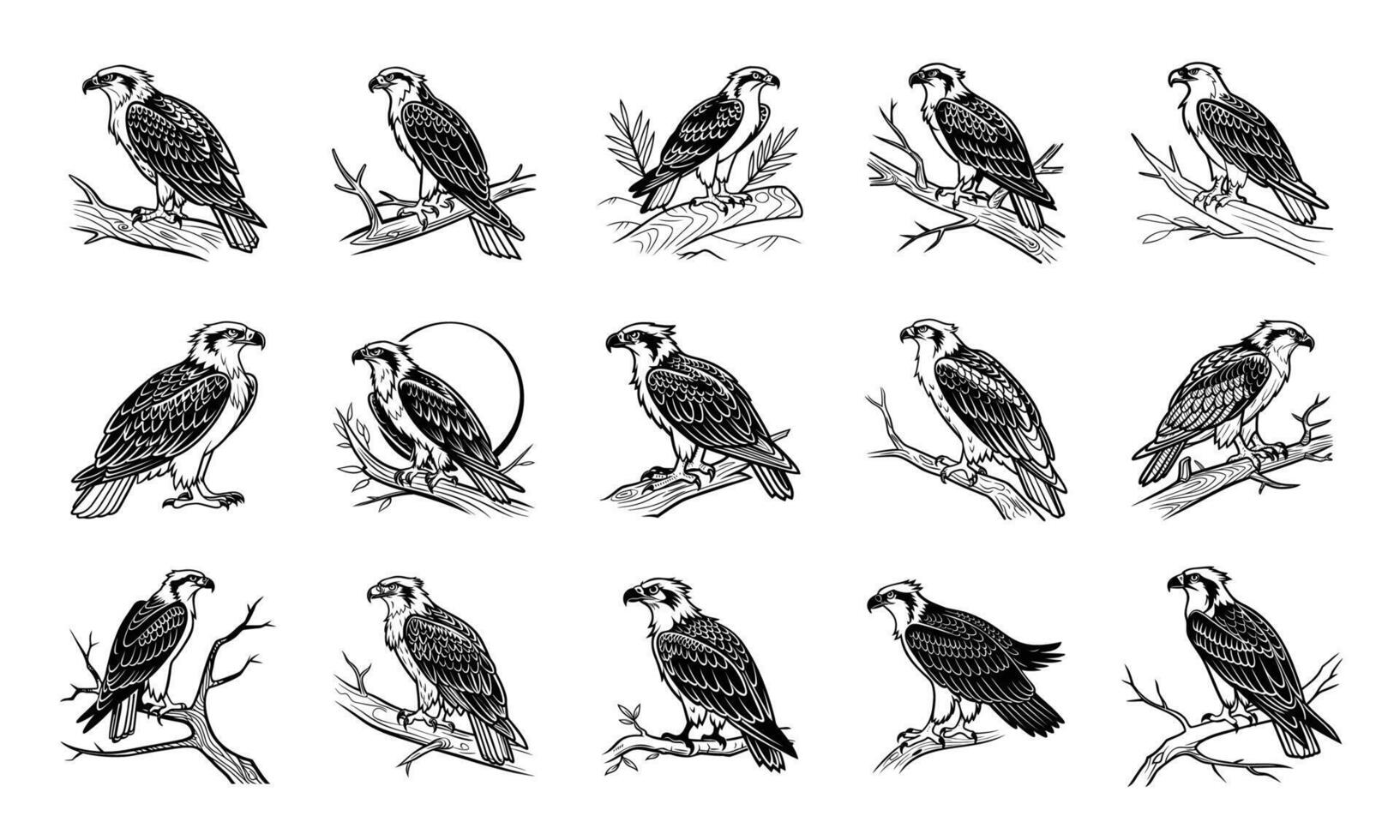 Hand-Drawn Osprey Illustrations Majestic Bird of Prey Artwork vector