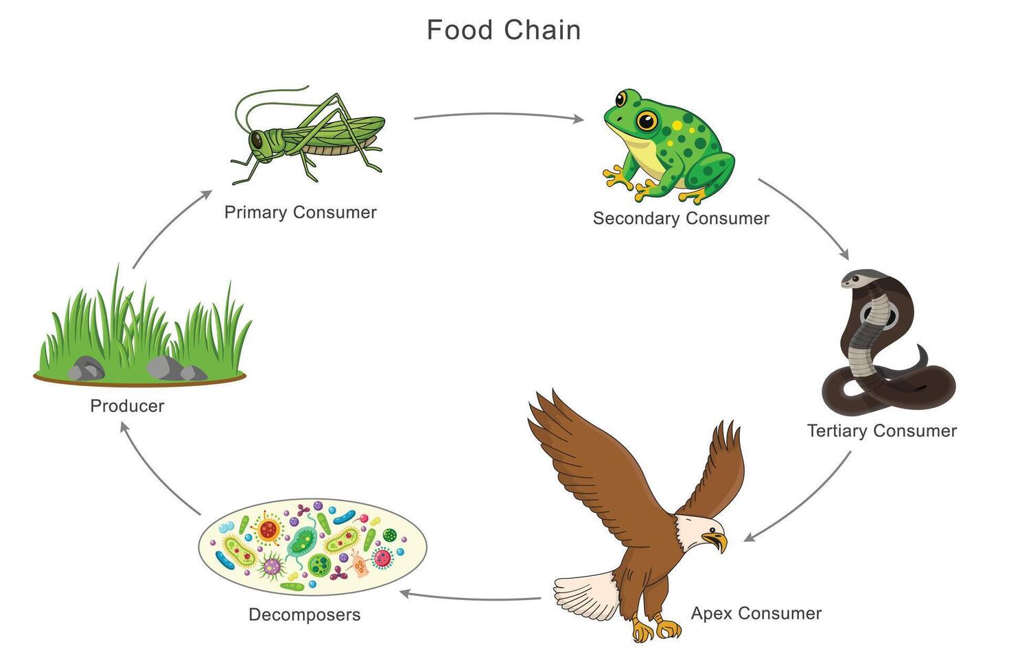 A food chain illustrates energy transfer from producers to consumers, showing the balance of nature vector
