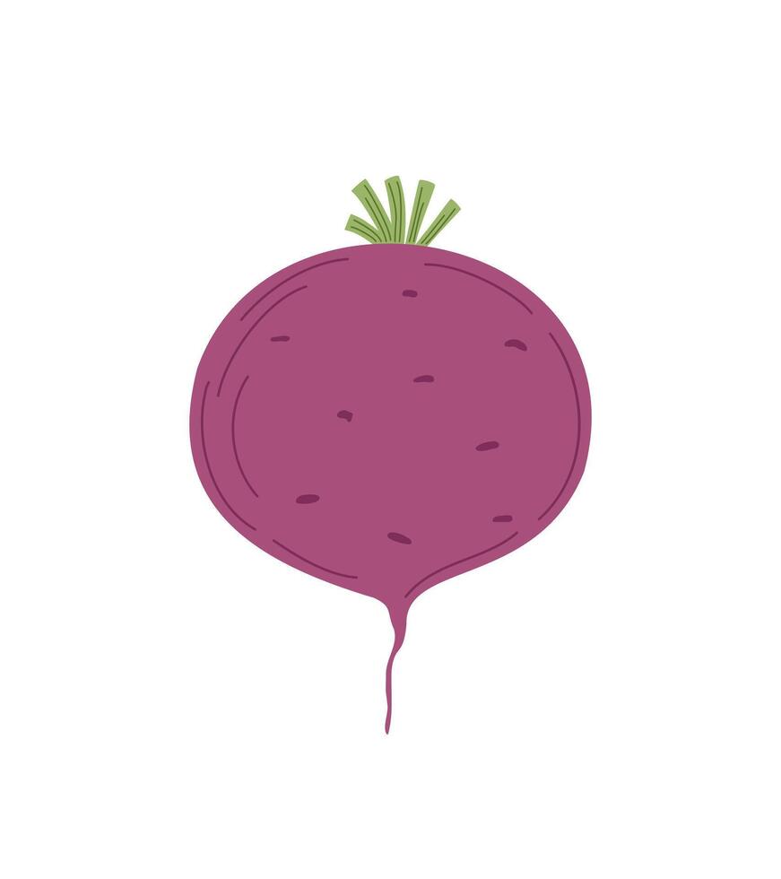 Fresh whole beetroot vegetable, hand drawn simple doodle illustration, healthy life style organic diet, food concept, flat style image for menu, recipe design vector